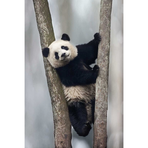 China, Chengdu Baby giant panda in tree